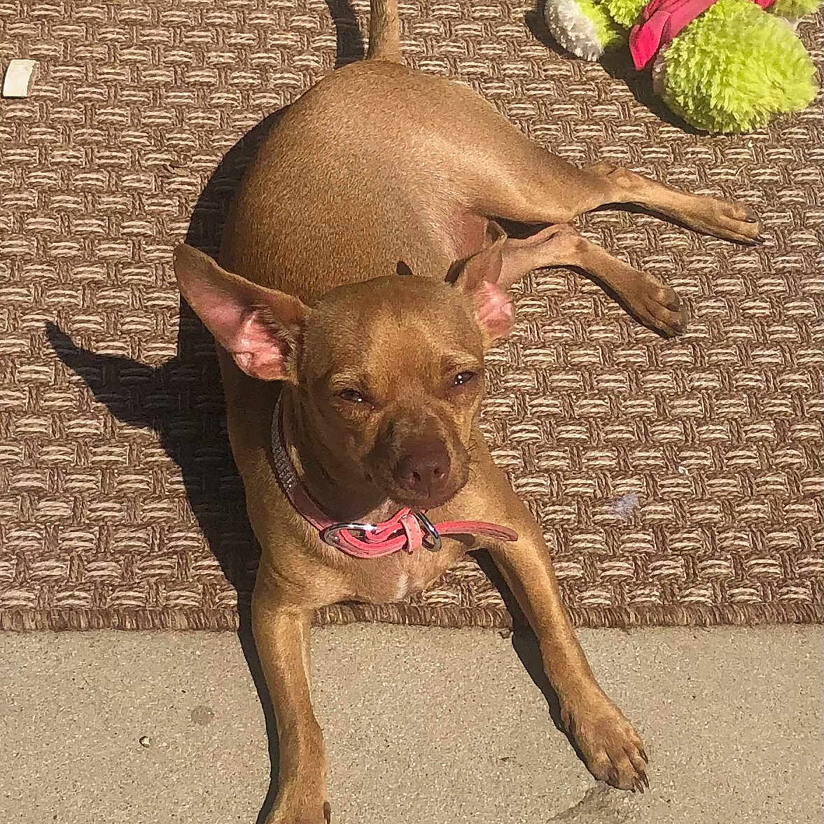 Precious is registered to the contest to win money with this photo: dog, brown_dog, small_dog, outdoor, sunlight, mat, toy, furry_toy, pink_collar, pet, canine, relaxing, sunbathing, concrete, ears, tail, shadow, texture, playful, companion