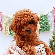 Matteo joined the competition — help win amazing prizes! animal, blanket, brown_fur, christmas_tree, close_up, cozy, curly_fur, cute, dog, festive, fluffy, holiday, indoor, knitted_blanket, portrait, puppy, sitting, small_dog, tassels, yarn