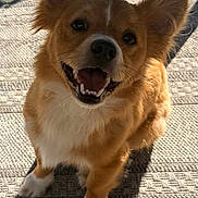 Teddy joined the competition — help win amazing prizes! dog, corgi, happy, smiling, pet, animal, outdoor, sunlight, ears, fur, cute, canine, portrait, looking_up, whiskers, teeth, paws, shadow, texture, closeup