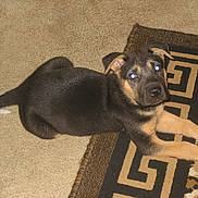 Bella joined the competition — help win amazing prizes! puppy, dog, black_and_tan, lying_down, carpet, rug, indoors, home, pet, animal, floppy_ears, brown_eyes, black_fur, tan_markings, tail, paws, relaxed, portrait, floor, cute