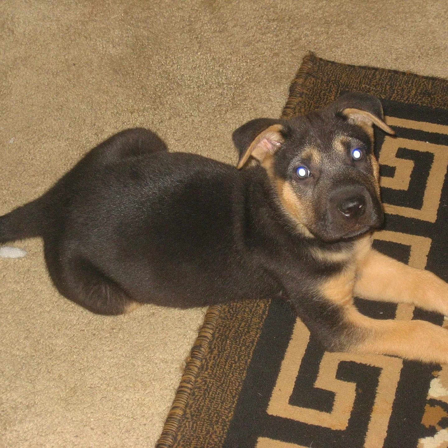 Bella joined the competition — help win amazing prizes! puppy, dog, black_and_tan, lying_down, carpet, rug, indoors, home, pet, animal, floppy_ears, brown_eyes, black_fur, tan_markings, tail, paws, relaxed, portrait, floor, cute