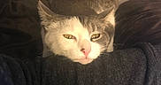 Mimi joined the competition — help win amazing prizes! animal, arm, bed, blanket, cat, closeup, comfort, cozy, cute, domestic, fur, indoor, pet, pink_nose, relaxed, resting, sleepy, soft_lighting, whiskers, yellow_eyes