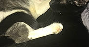 Mimi joined the competition — help win amazing prizes! animals, black_cat, cardboard_box, cat, cats, close_up, companions, cozy, cute, friendship, fur, gray_cat, indoor, paw, pets, resting, sleeping, snuggling, tail, whiskers