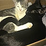 cat, cats, gray_cat, black_cat, pets, animals, snuggling, cozy, cardboard_box, indoor, fur, whiskers, cute, companions, resting, sleeping, paw, tail, close_up, friendship