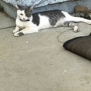 Mimi is registered to the contest to win money with this photo: animal, cat, collar, concrete_floor, curious, daylight, domestic_cat, fur, gray_and_white, lounging, mat, outdoor, paws, pet, quiet, relaxed, resting, side_view, texture, wall