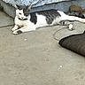 cat, gray_and_white, lounging, concrete_floor, outdoor, wall, texture, mat, relaxed, pet, animal, fur, collar, side_view, paws, curious, quiet, daylight, resting, domestic_cat