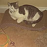 cat, animal, pet, scratcher, toy, hamburger_toy, rope_toy, tile_floor, indoor, feline, white_and_gray_cat, curved_scratcher, relaxed, resting, domestic_cat, flooring, carpet_edge, wall, baseboard, eye_reflection