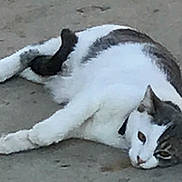 Mimi joined the competition — help win amazing prizes! cat, animal, pet, feline, laying_down, relaxed, gray, white, outdoor, concrete, sleepy, fur, whiskers, tail, ears, face, eyes, collar, resting, domestic