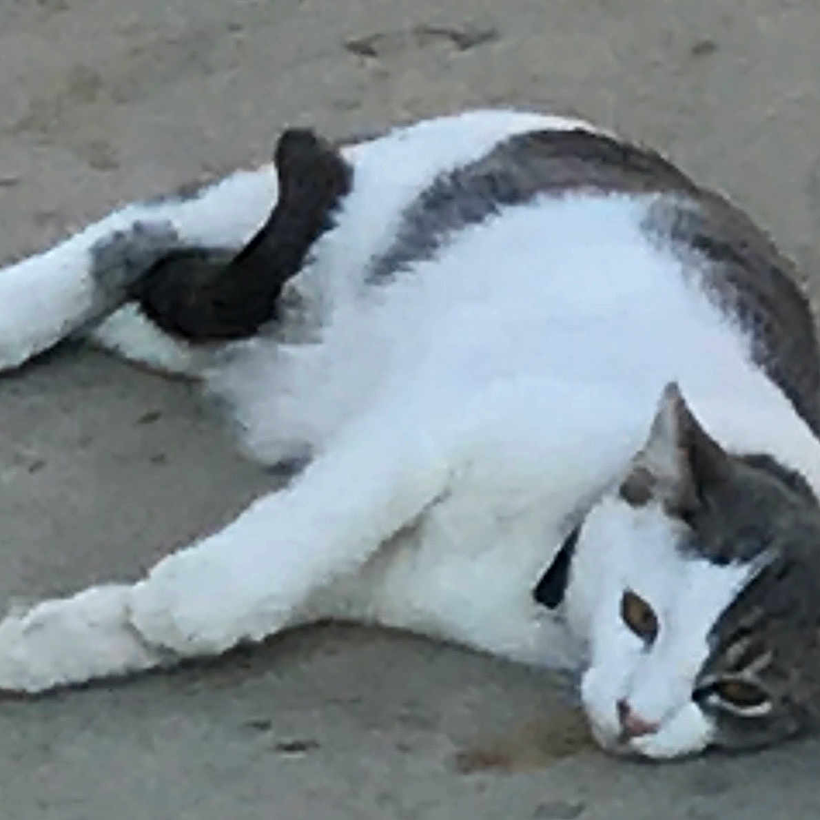 Mimi joined the competition — help win amazing prizes! cat, animal, pet, feline, laying_down, relaxed, gray, white, outdoor, concrete, sleepy, fur, whiskers, tail, ears, face, eyes, collar, resting, domestic