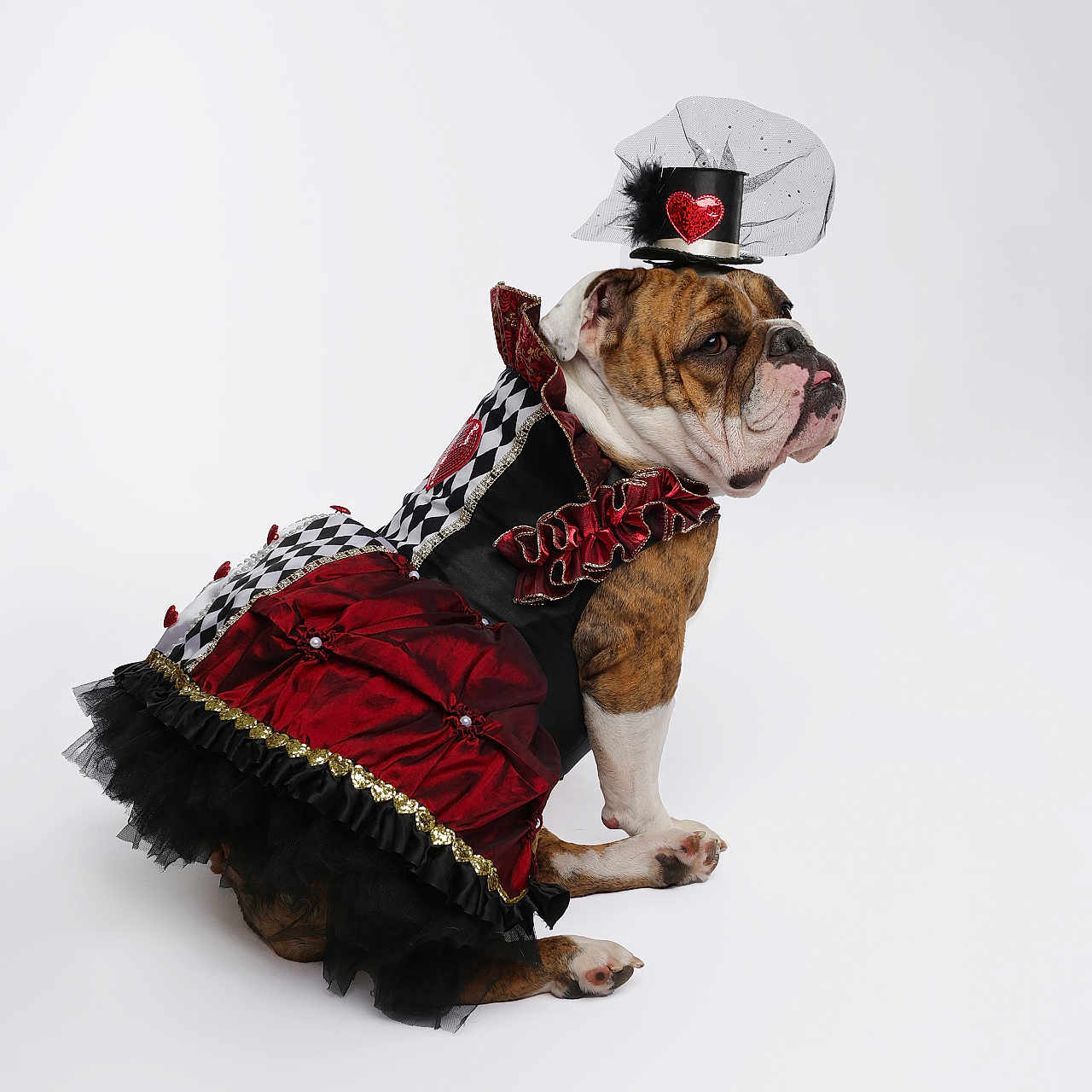 Georgia Grace Rosson is registered to the contest to win money with this photo: accessories, animal, boxer, bulldog, canine, clothing, costume, dancing, dog, dress, fashion, formalwear, frenchbulldog, gown, hat, leisureactivities, person, pet, pitbull, puppy