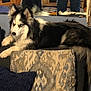 Mia is registered to the contest to win money with this photo: animal, black_and_white, blue_eyes, companion, couch, cozy, dog, furniture, furry, household, husky, indoor, living_room, mirror, pet, pillow, reflection, relaxed, seated, tail