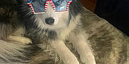 Mia is registered to the contest to win money with this photo: american_flag, animal, blanket, couch, cozy, cute, decor, dog, face, fur, fur_pattern, indoor, muzzle, patriotic, paw, pet, relaxed, resting, star_shaped, sunglasses