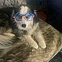 american_flag, animal, blanket, couch, cozy, cute, decor, dog, face, fur, fur_pattern, indoor, muzzle, patriotic, paw, pet, relaxed, resting, star_shaped, sunglasses