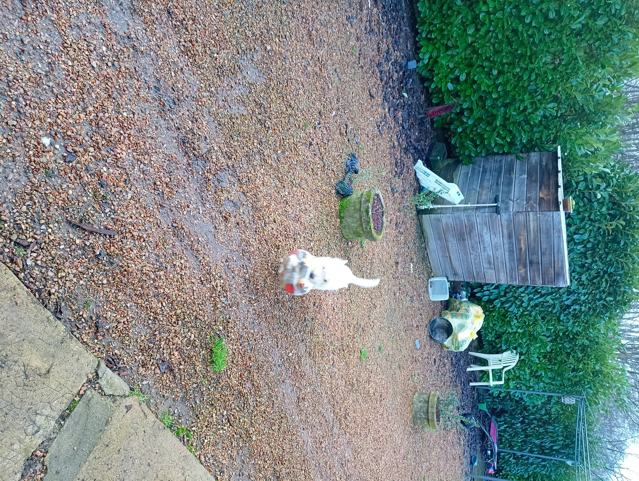Sauvage a rejoint le concours — aidez-le/la à gagner de superbes lots ! asphalt, concrete, curb, grass, groundcover, landscape, plant, road_surface, shadow, shrub, sidewalk, soil, tree, water
