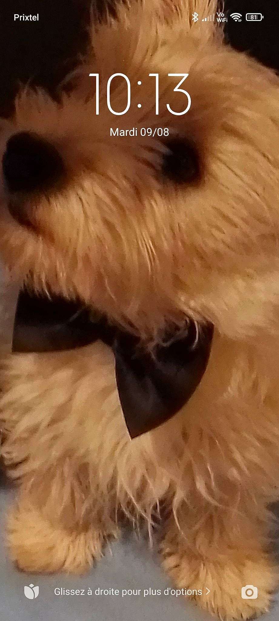 Sauvage a rejoint le concours — aidez-le/la à gagner de superbes lots ! canidae, carnivore, companion_dog, dog, dog_breed, font, fur, giant_dog_breed, liver, maltepoo, paw, photo_caption, puppy_love, small_terrier, snout, sporting_group, tail, terrier, toy_dog, working_animal