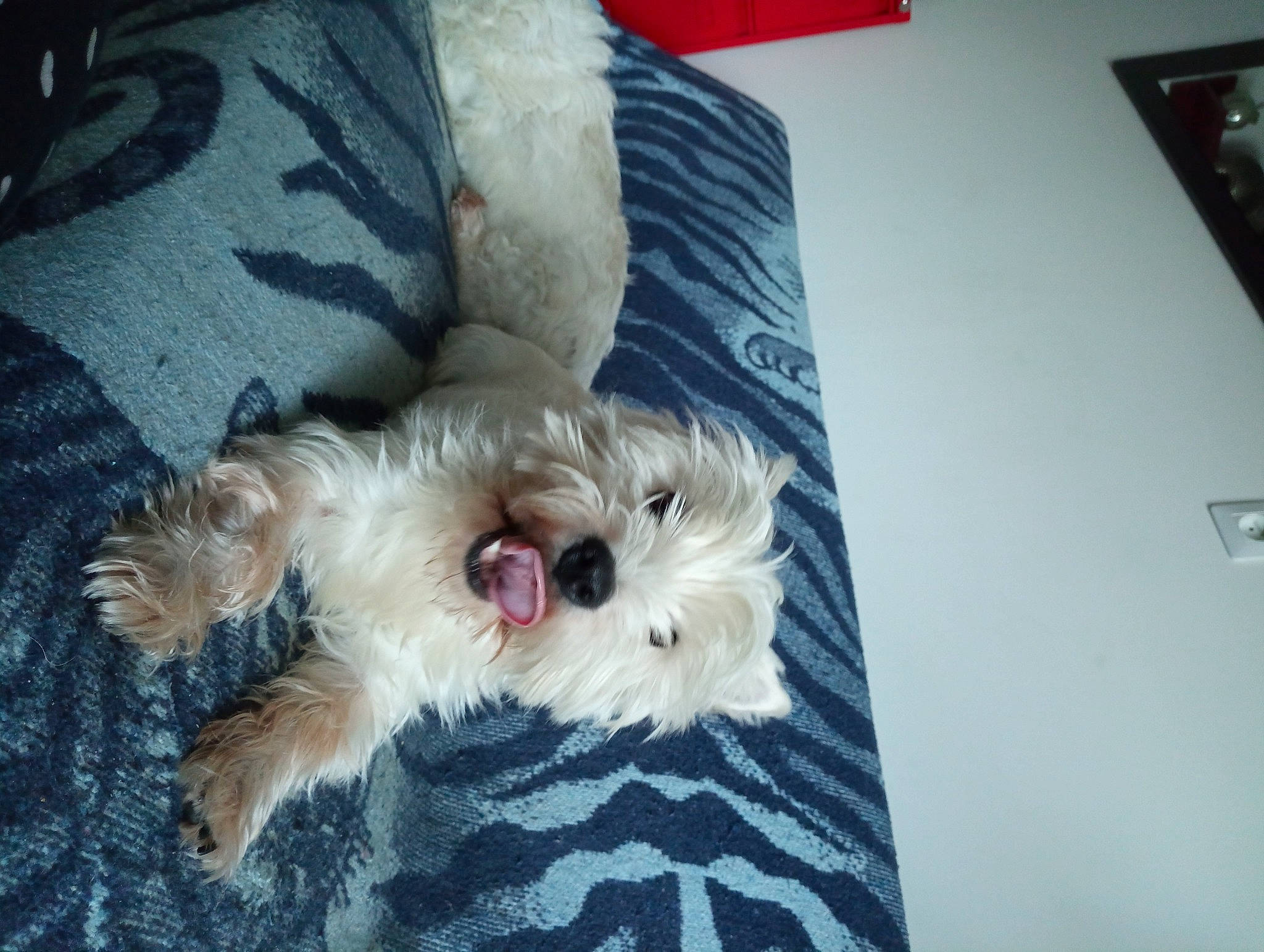 Sauvage participe au concours pour gagner de l'argent avec cette photo : canidae, carnivore, comfort, companion_dog, dog, dog_breed, dog_supply, fur, linens, maltepoo, non_sporting_group, pattern, puppy, small_terrier, snout, sporting_group, terrier, toy_dog, working_animal, yorkipoo