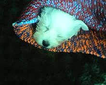 Miss a rejoint le concours — aidez-le/la à gagner de superbes lots ! canidae, carnivore, cloud, companion_dog, cumulus, darkness, dog, dog_breed, electric_blue, fur, grass, meteorological_phenomenon, snout, spitz, sporting_group, tail, terrier, toy_dog, underwater, whiskers