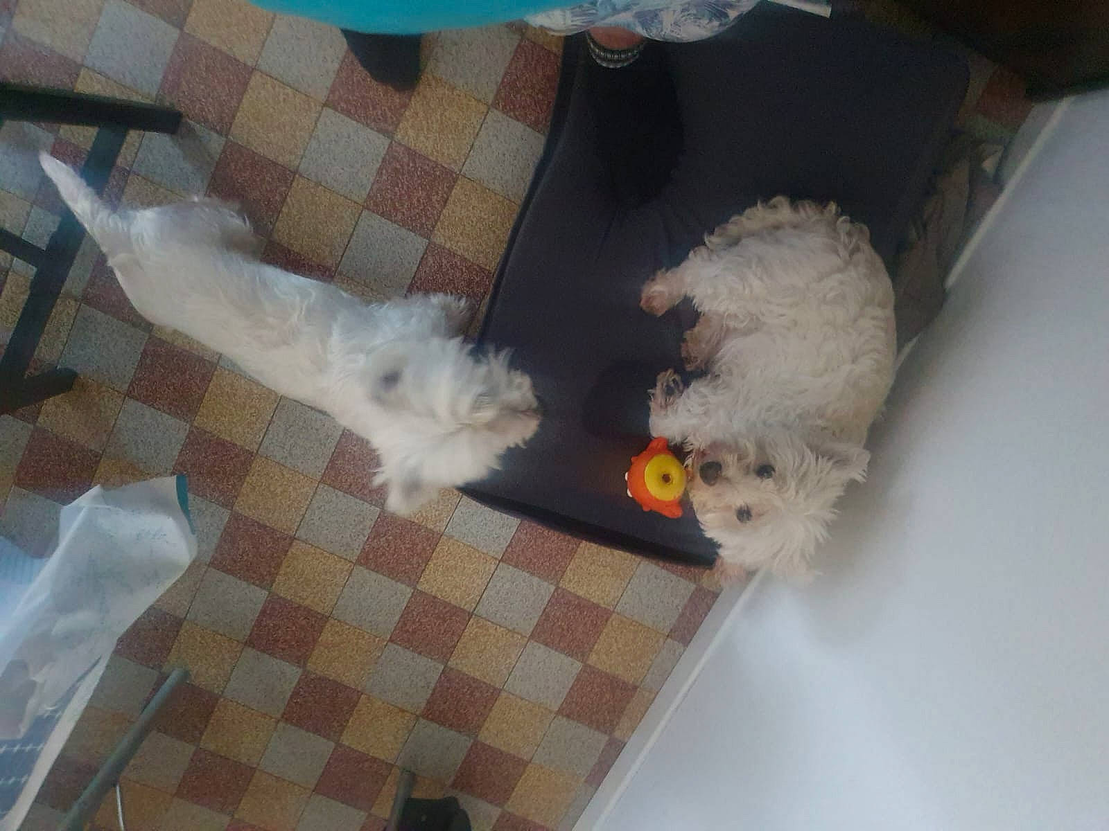 Miss participe au concours pour gagner de l'argent avec cette photo : canidae, carnivore, companion_dog, dog, dog_breed, dog_supply, fawn, floor, flooring, fur, gas, hardwood, mammal, pet_supply, room, sporting_group, tail, toy, toy_dog, vertebrate