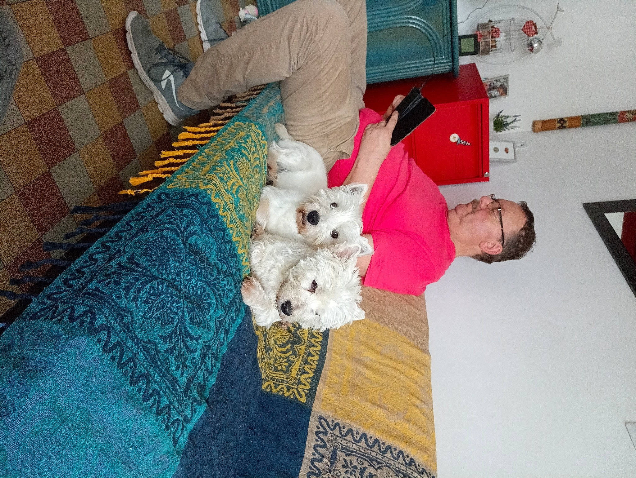 Miss a rejoint le concours — aidez-le/la à gagner de superbes lots ! canidae, carmine, carnivore, carpet, chair, child, comfort, companion_dog, couch, dog, dog_breed, flooring, fur, lap, pattern, plush, room, stuffed_toy, toy, tree