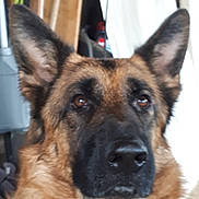 Lou a rejoint le concours — aidez-le/la à gagner de superbes lots ! carnivoran, dog, dog_breed, dog_breed_group, dog_like_mammal, german_shepherd_dog, king_shepherd, kunming_wolfdog, old_german_shepherd_dog, snout