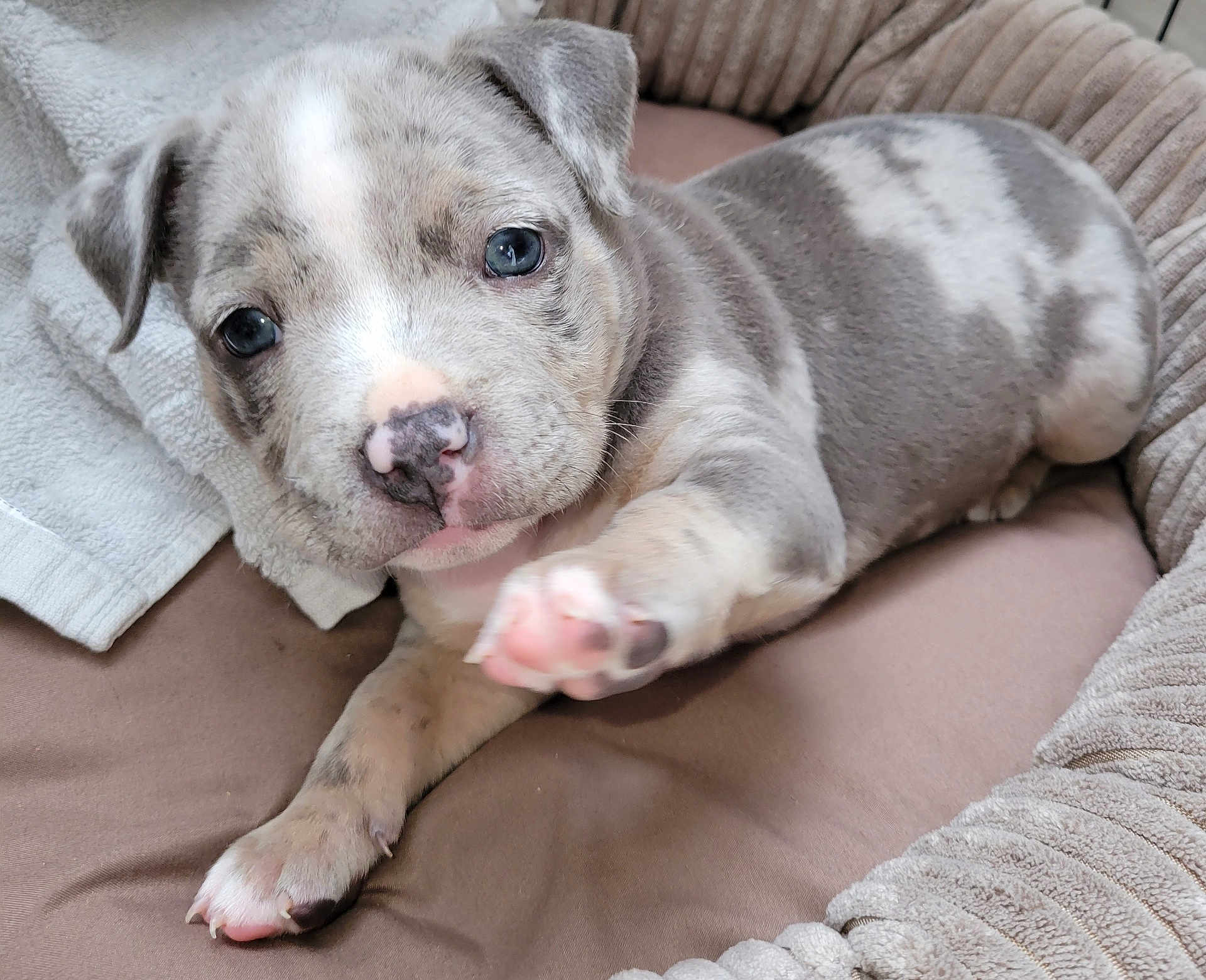 Prada participe au concours pour gagner de l'argent avec cette photo : adorable, animal, bed, blanket, canine, close_up, comfort, cozy, cute, dog, fur, house_pet, indoor, mammal, paw, pet_bed, playful, puppy, resting, young