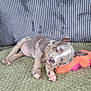 Prada participe au concours pour gagner de l'argent avec cette photo : puppy, sleeping, dog, blanket, pillow, orange, pink, gray, striped, texture, resting, cute, pet, indoor, cozy, fur, animal, young, paw, relaxed