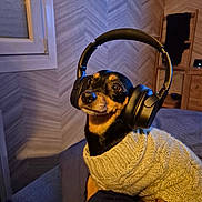 Zaza participe au concours pour gagner de l'argent avec cette photo : animal, black_and_tan, companion, couch, cozy, cute, dog, domestic_animal, headphones, indoor, knitted, listening, patterned_wall, pet, portrait, relaxed, small_dog, sweater, window, wooden_furniture