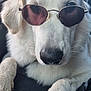 Lou a rejoint le concours — aidez-le/la à gagner de superbes lots ! dog, white_dog, sunglasses, pet, animal, closeup, portrait, canine, fur, nose, paw, relaxed, indoor, cute, companion, muzzle, face, eyewear, accessory, cool