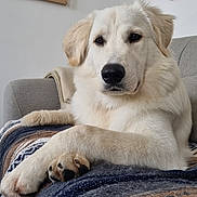 Lou participe au concours pour gagner de l'argent avec cette photo : dog, white_dog, pet, couch, blanket, remote_control, indoor, cozy, fur, paw, relaxed, animal, canine, home, resting, portrait, furniture, living_room, cute, companion