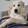 dog, white_dog, pet, couch, blanket, remote_control, indoor, cozy, fur, paw, relaxed, animal, canine, home, resting, portrait, furniture, living_room, cute, companion