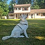 Lou participe au concours pour gagner de l'argent avec cette photo : dog, white_dog, grass, lawn, house, shutters, trees, outdoor, daylight, sunlight, pet, canine, nature, yard, blue_sky, suburban, leash, sitting, mammal, calm
