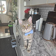 Stormy is registered to the contest to win money with this photo: cat, tabby_cat, bow_tie, kitchen, countertop, marble, yellow_eyes, curious, pet, indoor, feline, domestic_cat, household, small_pet, standing, close_up, whiskers, cute, grey_stripes, domestic_animal