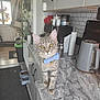 cat, tabby_cat, bow_tie, kitchen, countertop, marble, yellow_eyes, curious, pet, indoor, feline, domestic_cat, household, small_pet, standing, close_up, whiskers, cute, grey_stripes, domestic_animal