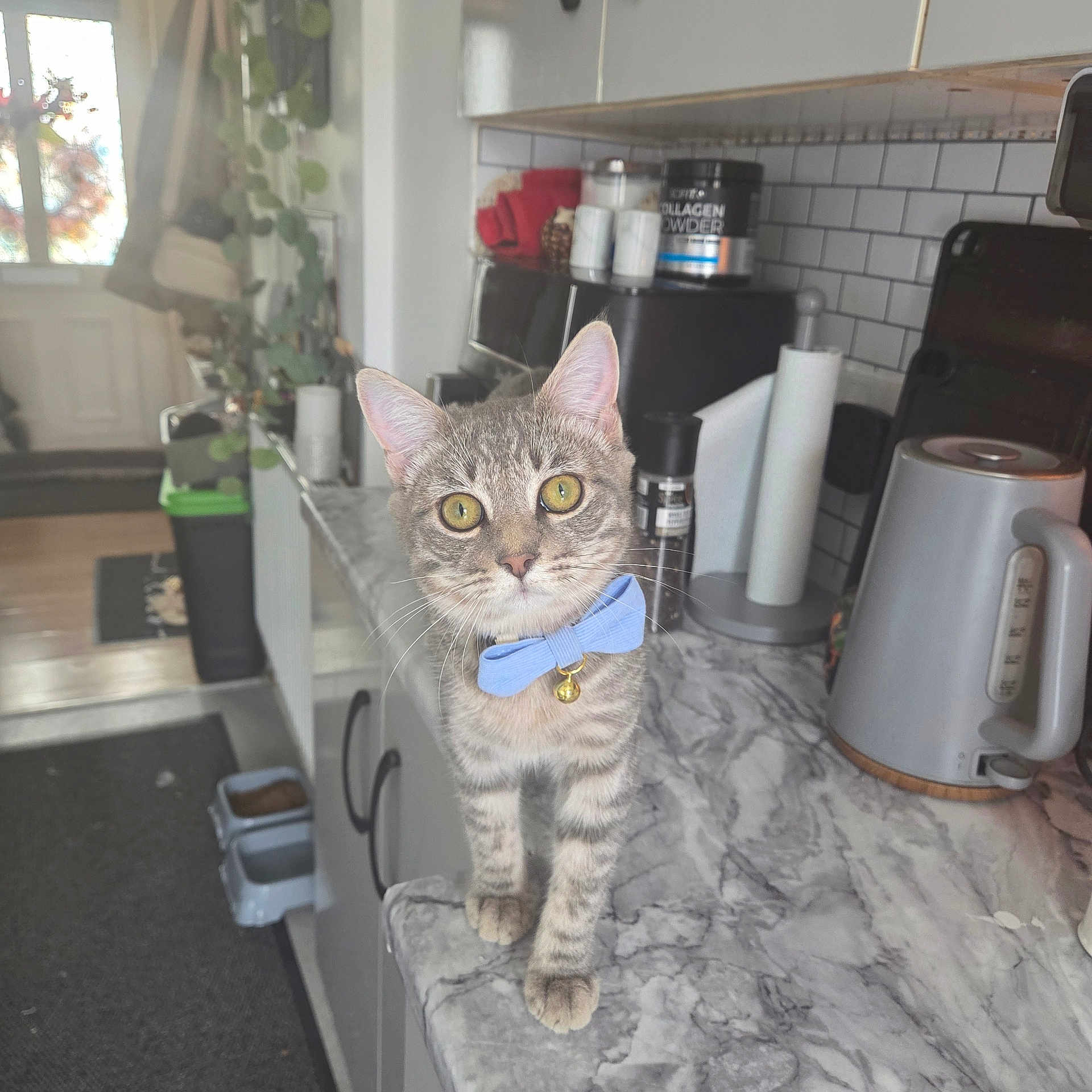 Stormy is registered to the contest to win money with this photo: bow_tie, cat, close_up, countertop, curious, cute, domestic_animal, domestic_cat, feline, grey_stripes, household, indoor, kitchen, marble, pet, small_pet, standing, tabby_cat, whiskers, yellow_eyes