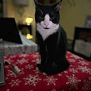 Oreo is registered to the contest to win money with this photo: cat, black_and_white, pet, indoor, blanket, snowflake_pattern, table, cozy, soft_lighting, furniture, household, animal, portrait, sitting, whiskers, ears, face, eyes, nose, domestic