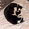 Oreo is registered to the contest to win money with this photo: cat, black_and_white_cat, sleeping_cat, curled_up, bed, blanket, patterned_blanket, wooden_headboard, heart_sparkles, pink_hearts, sparkles, cozy, cute, pet, feline, resting, indoor, soft_lighting, sleeping, adorable