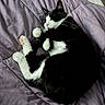 Oreo is registered to the contest to win money with this photo: cat, black_and_white, feline, pet, sleeping, curled_up, paws, whiskers, bed, blanket, purple, soft, indoor, fur, cute, relaxed, cozy, resting, animal, domestic