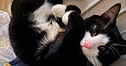 Oreo joined the competition — help win amazing prizes! cat, black_and_white, pet, animal, feline, whiskers, paws, cute, curled_up, cozy, indoor, close_up, resting, fur, pink_nose, eyes, relaxed, soft, sleepy, domestic_cat