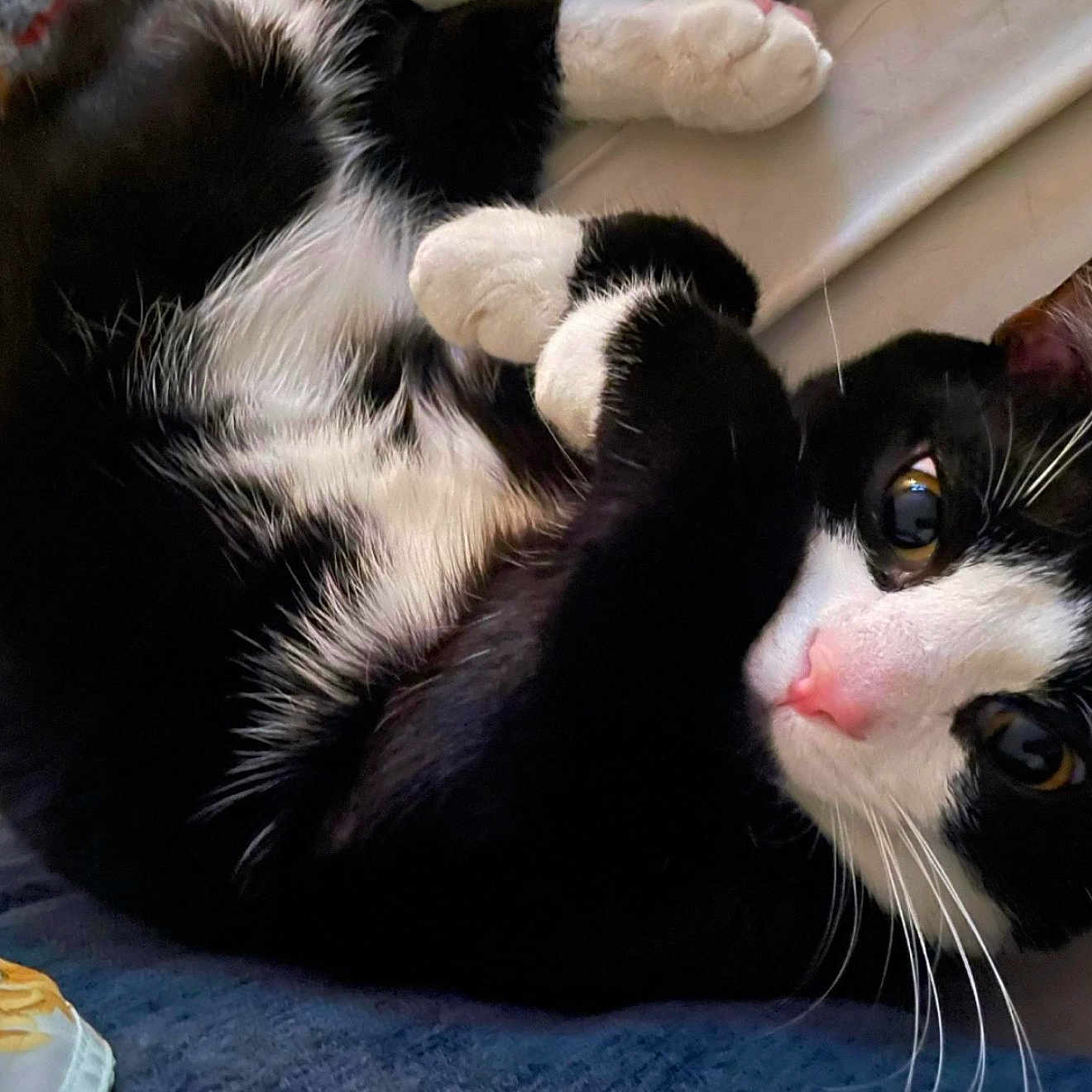 Oreo joined the competition — help win amazing prizes! cat, black_and_white, pet, animal, feline, whiskers, paws, cute, curled_up, cozy, indoor, close_up, resting, fur, pink_nose, eyes, relaxed, soft, sleepy, domestic_cat