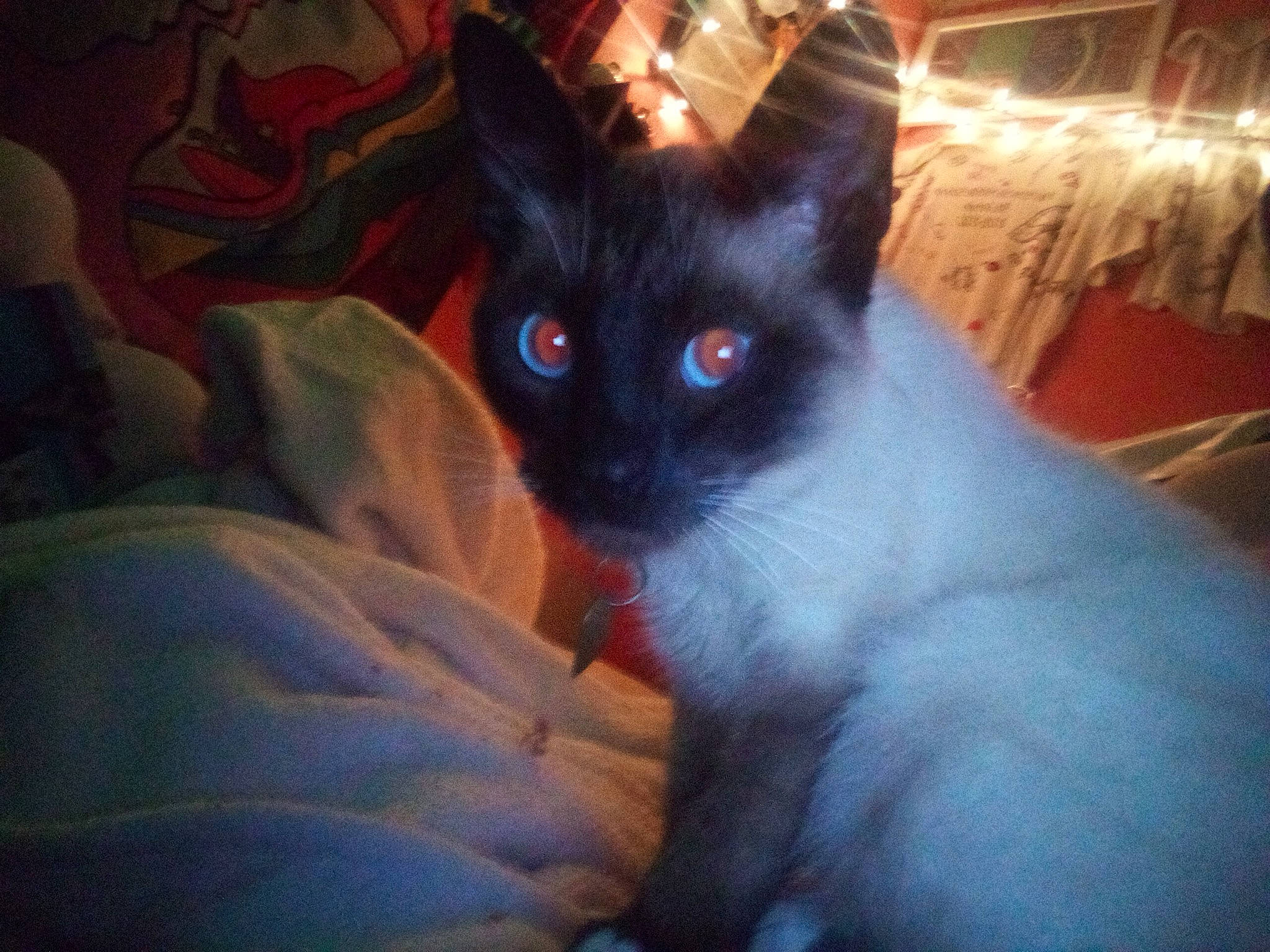 Hollow joined the competition — help win amazing prizes! balinese, carnivore, cat, comfort, domestic_short_haired_cat, ear, eye, fawn, felidae, fur, head, human_body, iris, siamese, sitting, small_to_medium_sized_cats, snout, tail, whiskers, window