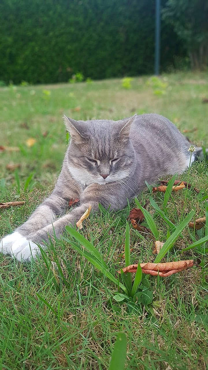 Nina a rejoint le concours — aidez-le/la à gagner de superbes lots ! british_semi_longhair, british_shorthair, carnivore, cat, chartreux, domestic_short_haired_cat, european_shorthair, felidae, grass, lawn, nebelung, pixie_bob, plant, small_to_medium_sized_cats, tabby_cat, tail, whiskers, wild_cat, wildlife