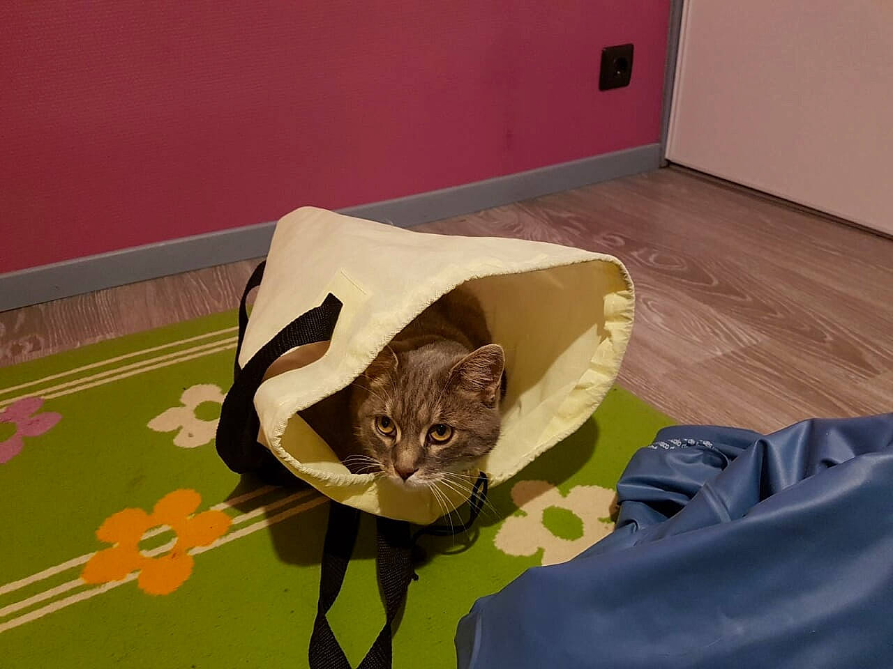 Nina participe au concours pour gagner de l'argent avec cette photo : asian, black_cat, carnivore, cat, domestic_short_haired_cat, european_shorthair, felidae, floor, fur, kitten, korat, ocicat, small_to_medium_sized_cats, tail, whiskers