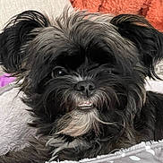 Molly is registered to the contest to win money with this photo: dog, pet, closeup, black_fur, grey_fur, smiling, teeth, cute, fluffy, bed, blanket, cozy, indoor, animal, face, fur, whiskers, relaxed, domestic, portrait
