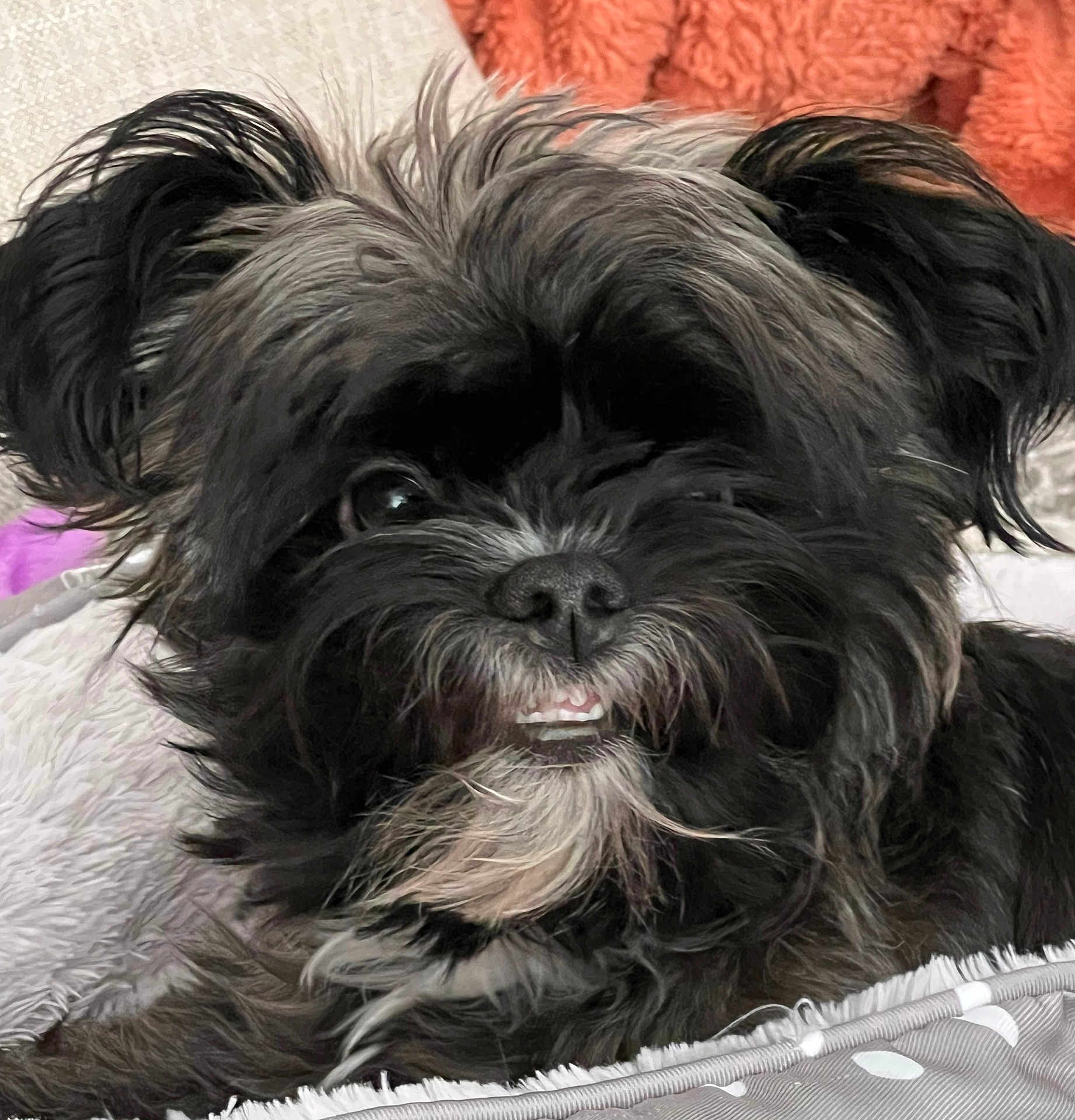Molly