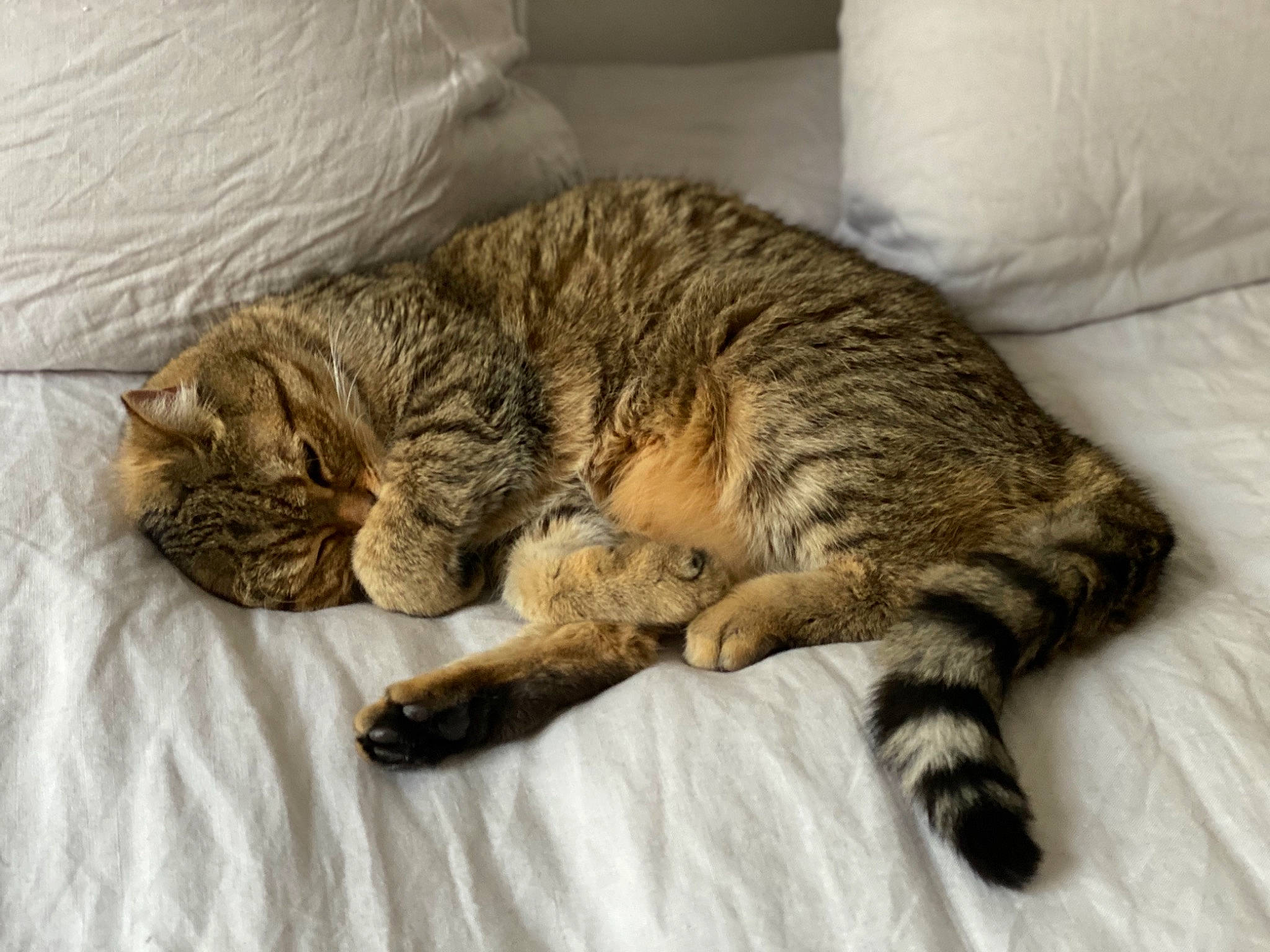 Illico participe au concours pour gagner de l'argent avec cette photo : california_spangled, carnivore, cat, claw, domestic_short_haired_cat, dragon_li, european_shorthair, fawn, felidae, fur, mammal, nap, paw, pixie_bob, sleep, small_to_medium_sized_cats, snout, tabby_cat, whiskers, wild_cat
