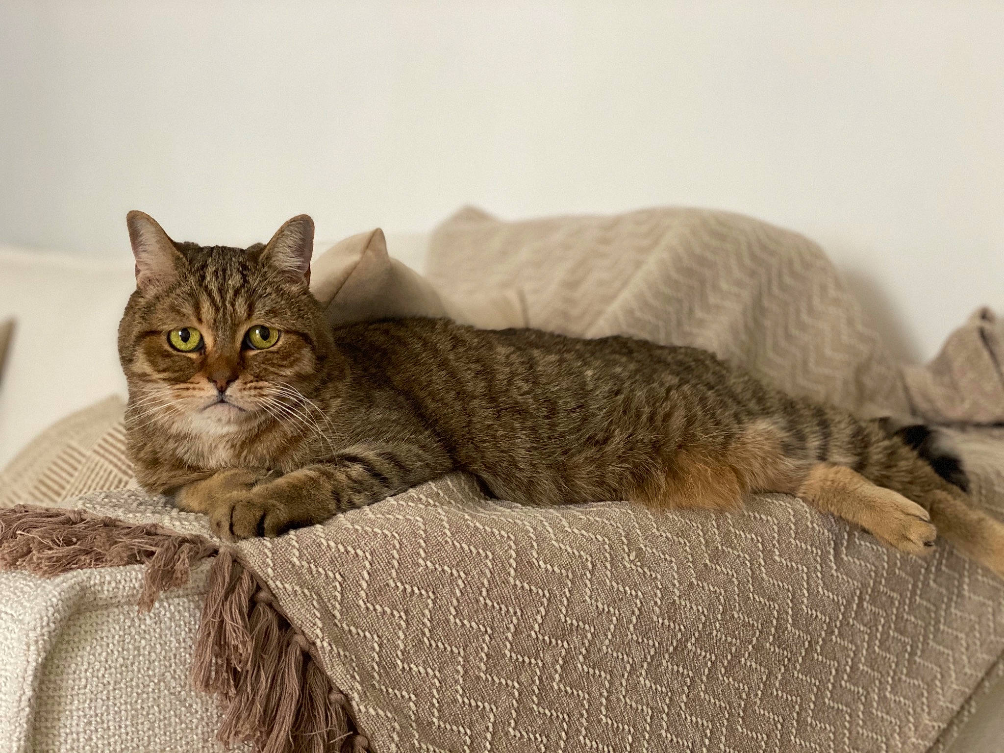 Illico participe au concours pour gagner de l'argent avec cette photo : american_bobtail, american_shorthair, asian, australian_mist, bed, british_semi_longhair, california_spangled, carnivore, cat, domestic_short_haired_cat, dragon_li, european_shorthair, felidae, fur, kitten, mammal, pixie_bob, small_to_medium_sized_cats, tabby_cat, whiskers