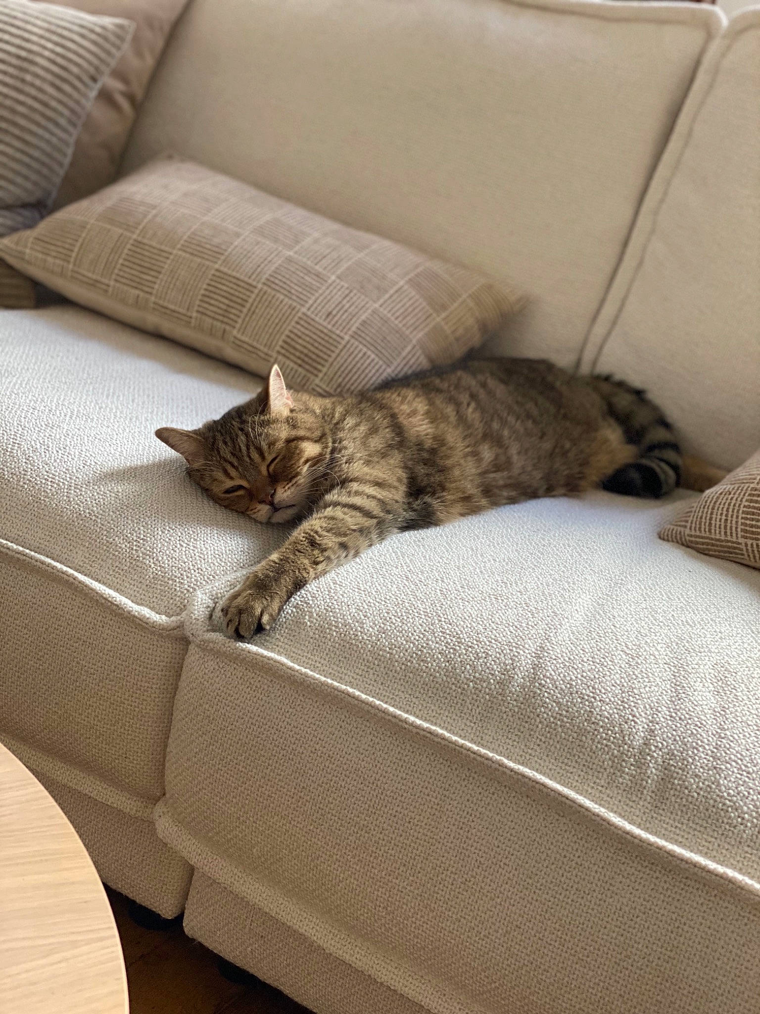 Illico participe au concours pour gagner de l'argent avec cette photo : beige, carnivore, cat, comfort, couch, cushion, felidae, fur, grey, home, home_accessories, linens, living_room, pillow, room, slipcover, small_to_medium_sized_cats, tail, vertebrate, whiskers