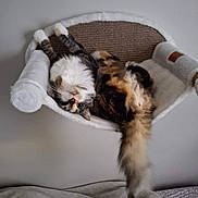 Lily joined the competition — help win amazing prizes! cat, fluffy, upside_down, cat_bed, cozy, indoor, wall_mounted, fur, tail, curious, relaxed, pet, animal, whiskers, comfortable, feline, resting, soft, home, cute