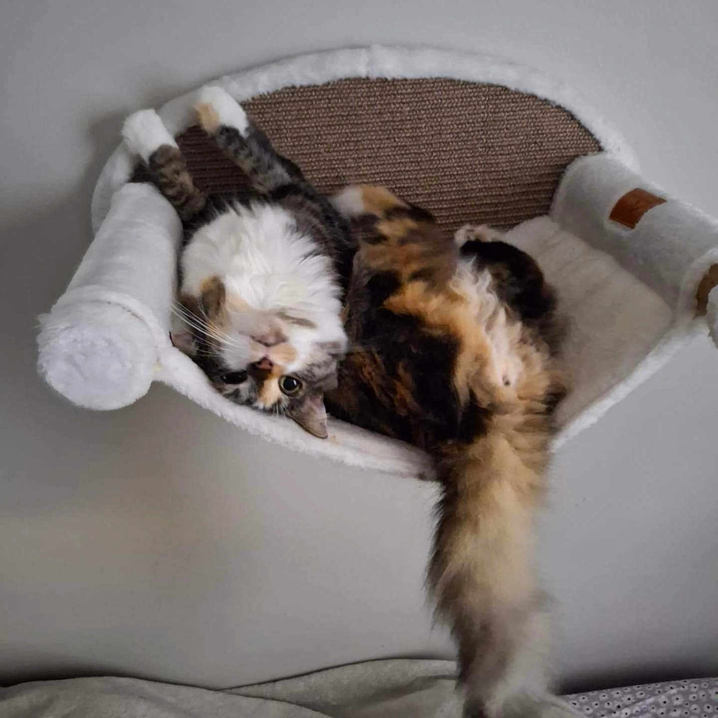Lily joined the competition — help win amazing prizes! animal, cat, cat_bed, comfortable, cozy, curious, cute, feline, fluffy, fur, home, indoor, pet, relaxed, resting, soft, tail, upside_down, wall_mounted, whiskers