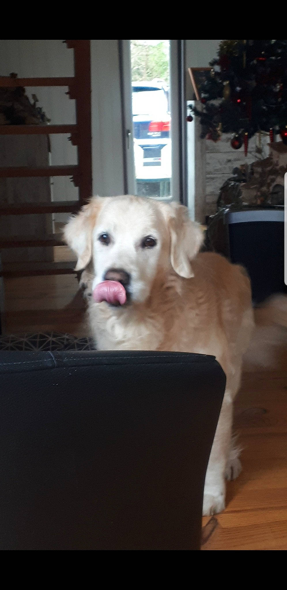 Boomer a rejoint le concours — aidez-le/la à gagner de superbes lots ! akbash_dog, canidae, carnivore, companion_dog, dog, dog_breed, fawn, golden_retriever, great_pyrenees, labrador_retriever, mammal, maremma_sheepdog, mucuchies, puppy, retriever, slovak_cuvac, small_greek_domestic_dog, snout, sporting_group, vertebrate